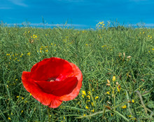 Flowering Poppy In Rape Field. Papaver Rhoeas. Colza And Wild Red Corn Rose In Bloom Under Blue Sky. Biofuels, Natural Renewable Sources And Environment Idea.