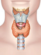 © Andrea Danti - Anatomy of the thyroid gland