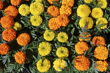 Canvas Print - Yellow and orange marigold flowers