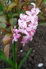 Wall Mural - Flowers of a pink hyacinth