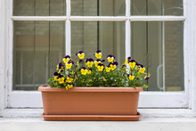 Pansies On A Window Sill