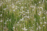 Fototapeta Dmuchawce - dandelion field white