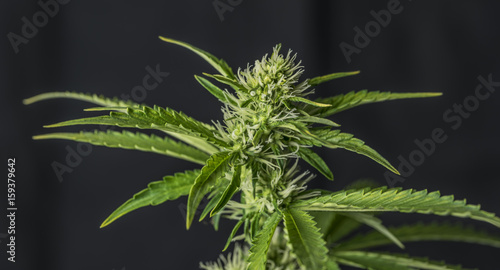 Zdjęcie XXL Marihuana młody kwiat z czarnym tłem