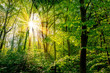 Wald im Frühling mit grünen Bäumen und strahlender Sonne