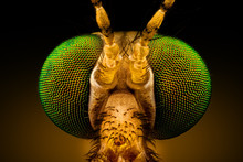 Extreme Macro - Full Frontal Portrait Of A Green Eyed Crane Fly, Magnified Through A Microscope Objective (width Of The Frame Is 2mm)