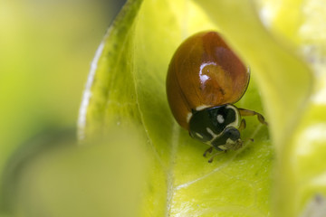 Brown lady bug on some leaves