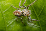 Fototapeta  - Little hairy jumping spider on a tree leaf