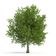 Old Green Summer Oak Tree Isolated On White. 3D Illustration