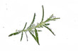 branch of rosemary with bulb