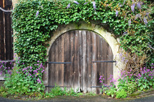 Arched Wooden Gates In The Old Wall Overgrown With Green Ivy.
