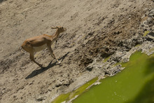 Pretty Baby Deer Looking For Food, In A Summer Day At The Zoo, Muddy Place With Dirty Water