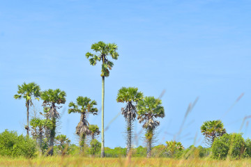 Palm trees on the field 2