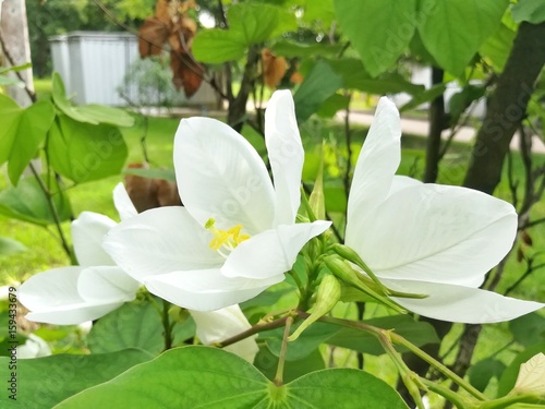 White Flower Dwarf White Bauhinia White Orchid Tree Or Snowy Orchid Tree Buy This Stock Photo And Explore Similar Images At Adobe Stock Adobe Stock