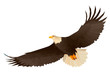 Soaring eagle in the sky, bottom view