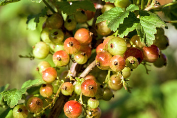 Wall Mural - Bush of red currant berries growing in natural conditions, close up