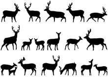 Collection Of Silhouettes Of Wild Animals - The Deer Family