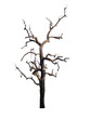 Dead tree isolated on white background. clipping path.