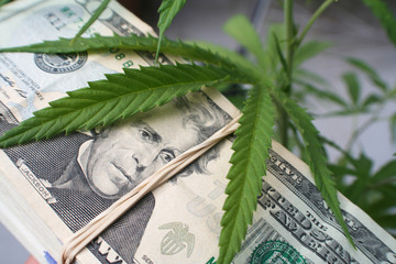 Money & Marijuana Leaf High Quality 