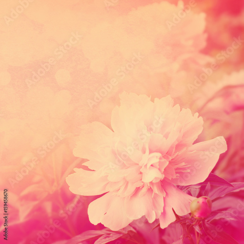 Dekoracja na wymiar  tlo-kwiaty-piwonii-charakter-kwiatowy