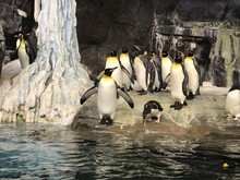 Penguins In An Enclosure