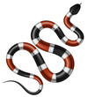 Coral snake vector illustration. Isolated tropical serpent on white background.