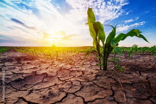 Fotografía Young corn growing in dry environment