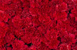 Red carnation flowers background. Blossom texture. Summer pattern.