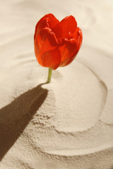 Poster - Beautiful red tulip on light sand as background