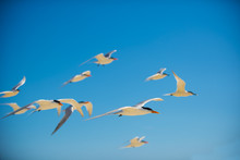 Flying Seagulls Against Blue Sky At Beach 