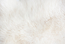 White Fur Close Up Background. Texture, Abstract Pattern.