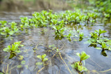 Water seaweed plants in river