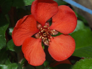 The flower Bud of Japanese quince. Petals red.