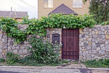 Wall Mural - Каменный забор с калиткой заросший виноградом и с кустом розы