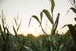 © Richard Schultz - field of corn at sunset