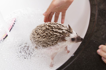 Wall Mural - Giving a pet hedgehog a bath in a sink