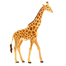Vector Giraffe Standing Isolated 