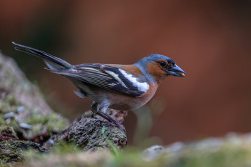 Wall Mural - Finch