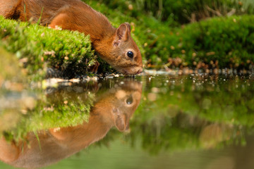 Wall Mural - Squirrel drinking