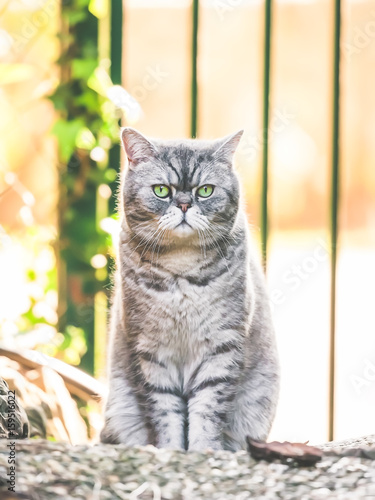 Chat Persan A Poils Courts Exotic Shorthair Buy This Stock Photo And Explore Similar Images At Adobe Stock Adobe Stock Chat Persan A Poils Courts Exotic Shorthair Buy This Stock Photo And Explore Similar Images At Adobe Stock Adobe Stock
