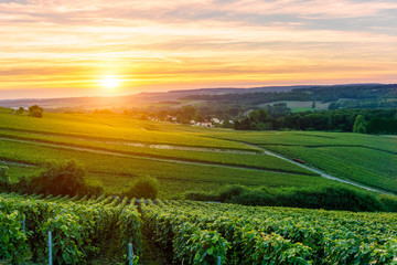 Wall Mural - Champagne Vineyards at sunset Montagne de Reims, France