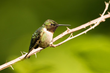 Hummingbird Perched