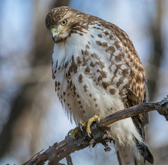 Red Tailed Hawk