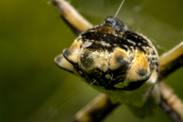 Spider waiting for prey on its web