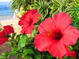Fototapeta Do przedpokoju - Hawaiian flower