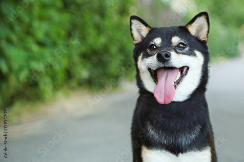 Beautiful Black Shiba Inu Dog Buy This Stock Photo And Explore Similar Images At Adobe Stock Adobe Stock