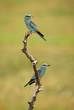 Pair of European Rollers on the branch