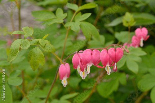 Pink Flowers Dicentra Eximia A Branch With Hanging On Pink Flowers Dicentra Eximia A Branch With Hanging On Green Blurred Background