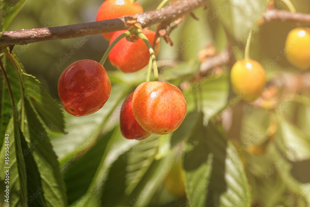 Branches with sweet cherry berries in garden on sunny day