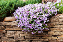 Perennial Ground Cover Blooming Plant. Creeping Phlox - Phlox Subulata Or Moss Phlox On The Alpine Flowerbed. Selective Focus.