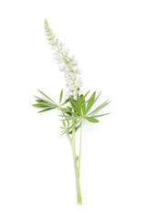 Lupin white flower on white background